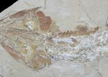 Cretaceous Fossil Fish (Spaniodon) - Lebanon #37219-2